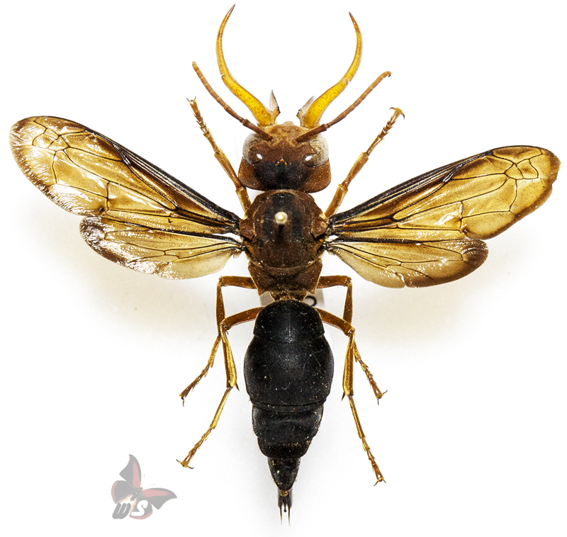 Hymenoptera Pepsis Sp Male From Togo Mounted Actual
