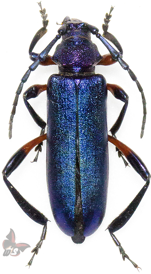UNMOUNTED beetle,Carabidae from Tanzania Scarites sp